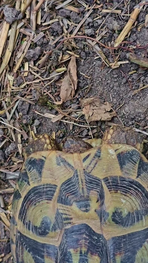 Top View of Tortoise Emerging from Shell on Soil Stock Footage 318136853