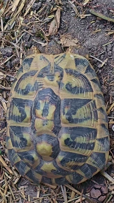 Top View of Tortoise Moving Slightly on Ground Stock Footage 318136876