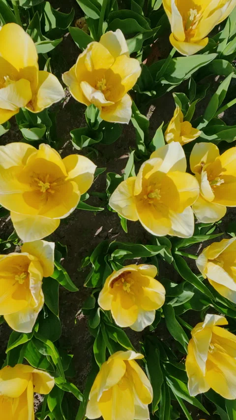 Top View Tracking Shot Of Bright Yellow Tulips In Spring Garden Stock Footage 335273334