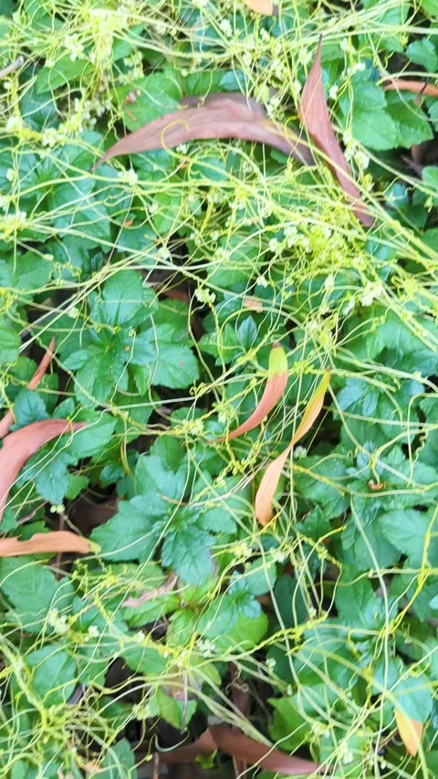 Top view tracking shot of yellow dodder parasitic vine tangled over green p.. Video stock 336919992
