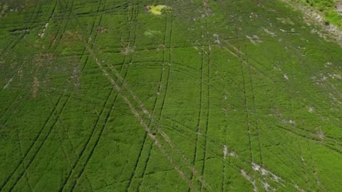 Top View Of Tracks On The Field Of Mint Crop In Oregon, United States Of Stock Footage 155628838