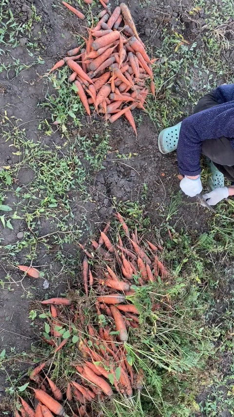 Top View of Transferring Carrots Between Piles, Trimming Greens Stock Footage 317847452