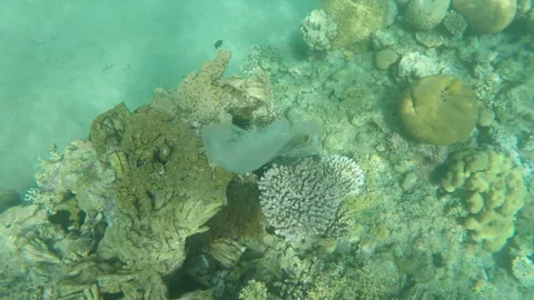 Top view of a trash plastic bag floating over coral reefs in the Red sea Stock Footage 231621239