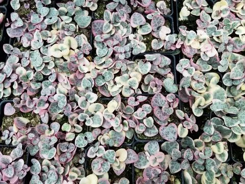 Top view of a tray of the variegated String of Heart Stock Photos