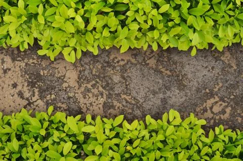 Top view of tree and walkway Stock Photos