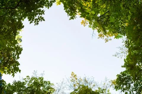 Top view with tree branch and blue sky Stock-Fotos
