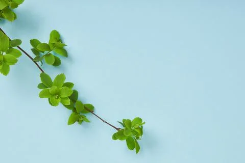 Top view tree branch blooming Stock Photos
