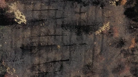 Top view of tree branches and ground after wide wildfire in the forest 4K Stock Footage 123477016