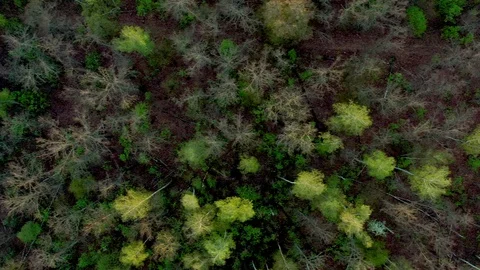 Top view of tree branches and ground after wide wildfire in the forest Stock Footage 129816569