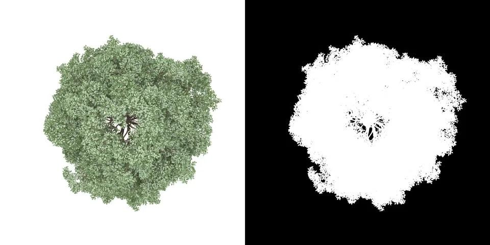 Top view of tree (Bucida Buceras) png with alpha channel Stock Illustration