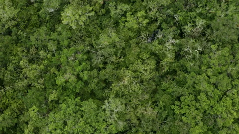 Top view of the tree canopy of a tropical forest: zooming in at the water Stock Footage 169933525