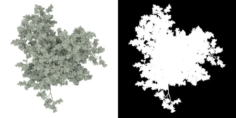Top view of tree (Conocarpus Erectus) png with alpha channel Stock Illustration