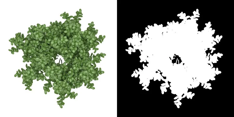 Top view of tree (Ficus Microcarpa) png with alpha channel Stock Illustration