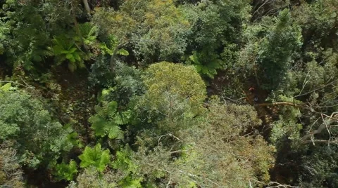 Top view of the tree Vidéo 42484598