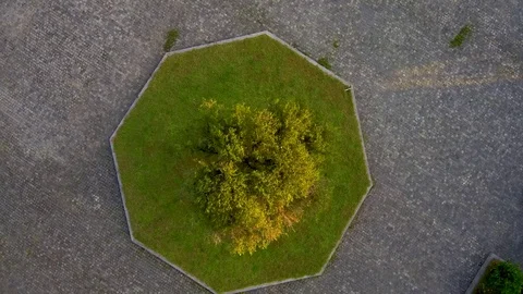 Top View of Tree Stock Footage 82302991