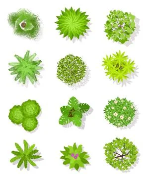 Top view tree. Green trees with leaves and bushes for landscape architectural Stockillustratie