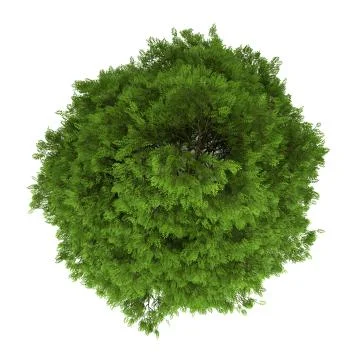 Top view of tree of heaven isolated on white background Ilustración de archivo