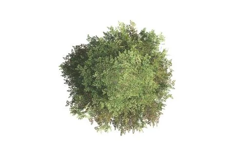 Top view of tree 스톡 일러스트