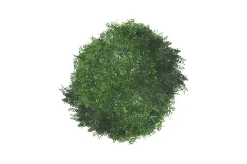 Top view of tree 스톡 일러스트