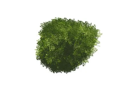 Top view of tree 스톡 일러스트