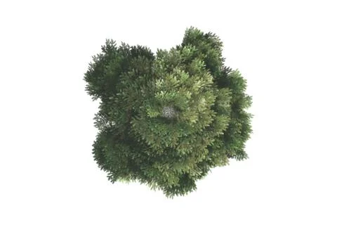 Top view of tree Stock Illustration