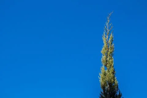 Top view tree leaves with branches growing in botanical park Stock Photos