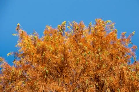 Top view tree leaves with branches growing in botanical park Stock Photos