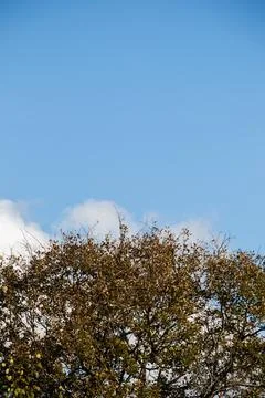 Top view tree leaves with branches growing in botanical park Stock Photos