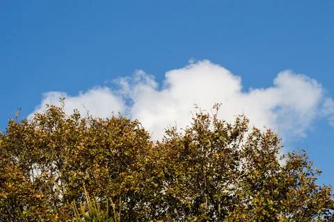 Top view tree leaves with branches growing in botanical park Stock Photos