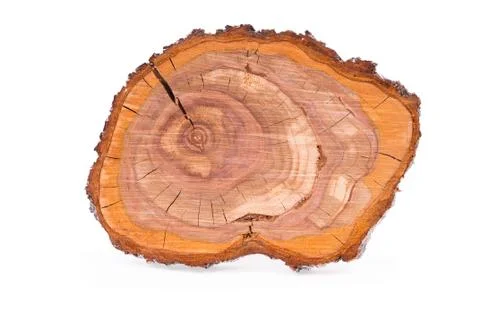 Top view of a tree plum stump sliced isolated on white background Foto stock