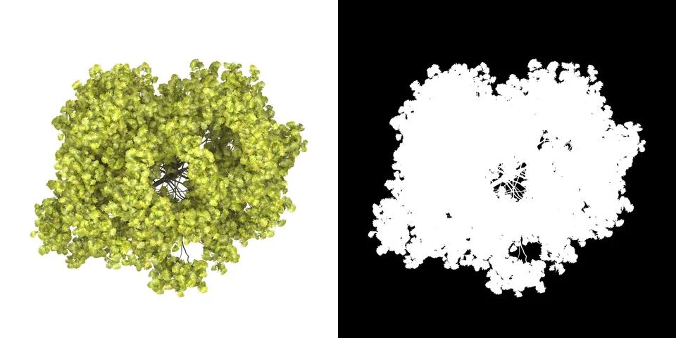 Top view of tree png with alpha channel to cutout made with 3D render Stock Illustration