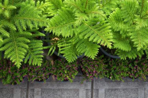 Top view of tree in a pot Stock Photos