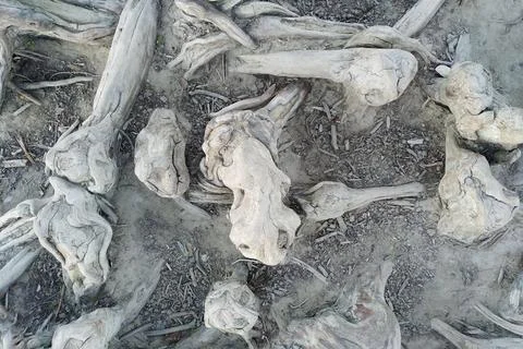 Top view of tree roots. This is cypress Taxodium distichum at bottom of dry lake Stock Photos