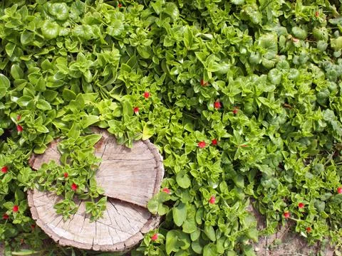 Top view of a tree stump closeup on a bed Stock Photos