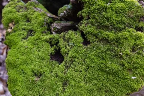 Top view of tree stump covered with moss in a dark forest Stock Photos