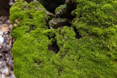 Top view of tree stump covered with moss in a dark forest Stock Photos