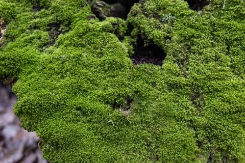 Top view of tree stump covered with moss in a dark forest Stock Photos