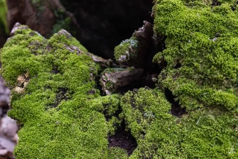 Top view of tree stump covered with moss in a dark forest Stock Photos