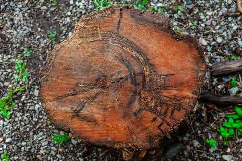 Top view of a tree stump with a cut of a tree covered with resin and with rin Stock Photos