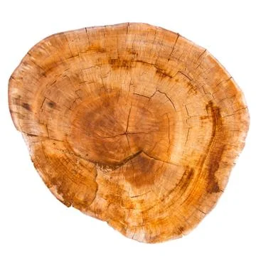 Top view of a tree stump isolated on white background 写真素材