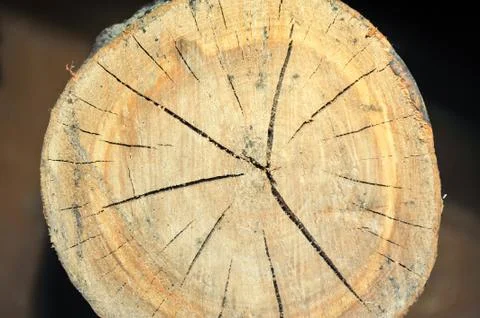 Top view of a tree stump isolated on background Radial cracks 스톡 사진