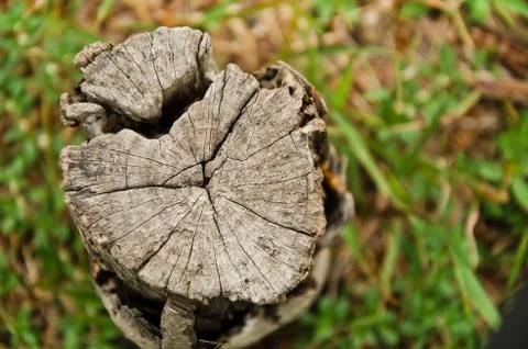 Top view of  tree stump Fotos Stock
