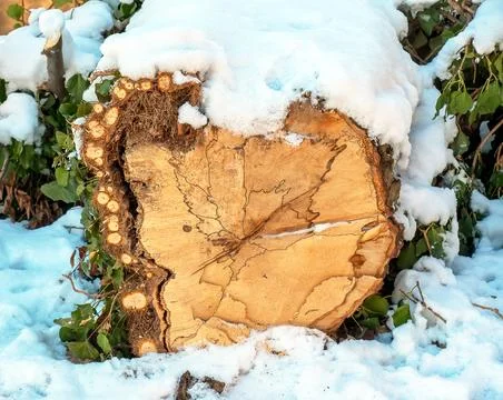 Top view of tree stump under snow outdoors. The texture of natural wood pro.. Stock Photos
