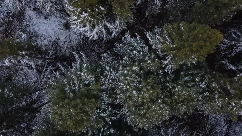 Top view of tree tops, quadrocopter flying over snow-covered tops of coniferous  Video stock 227297251