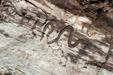 Top view of a tree trunk with the mark of a snake in the bark Stock Photos