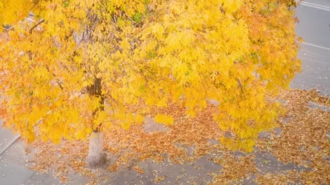 Top view of a tree with yellow leaves. Close-up. Stock Footage 254329741