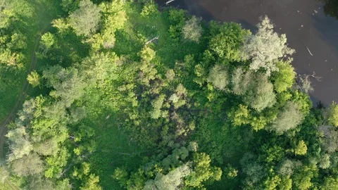 Top view on the trees and beautiful swamp lake. Vidéo 111243006