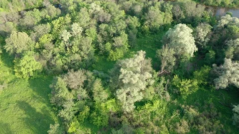Top view on the trees and beautiful river. 스톡 동영상 111243506
