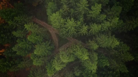 Top view trees circling the camera Stock Footage 319887311