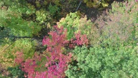 Top view of trees during color change du... | Stock Video | Pond5